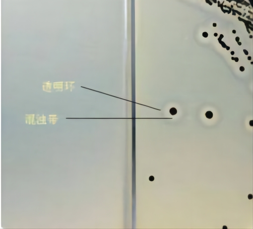 Baird-Parker琼脂 Baird-Parker琼脂