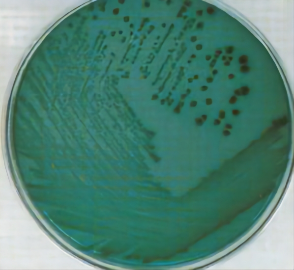 TCBS琼脂 TCBS琼脂