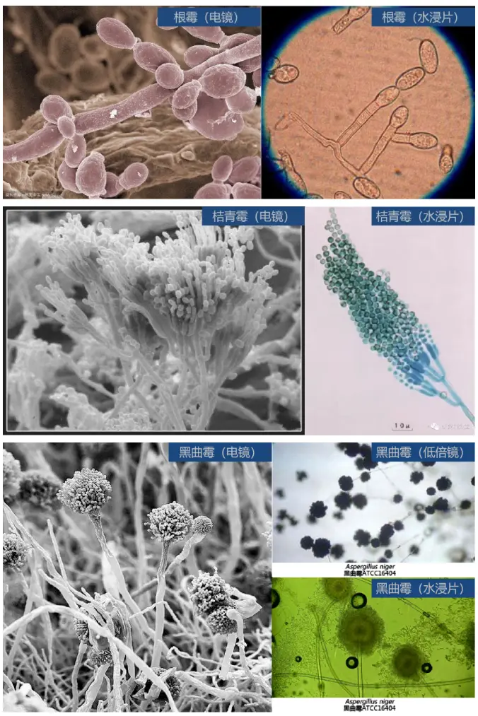 霉菌：细胞构造与酵母菌相似，但外观以菌丝体形式存在